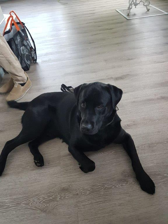 Schwarzer Hund auf Holzfußboden guckt nach oben